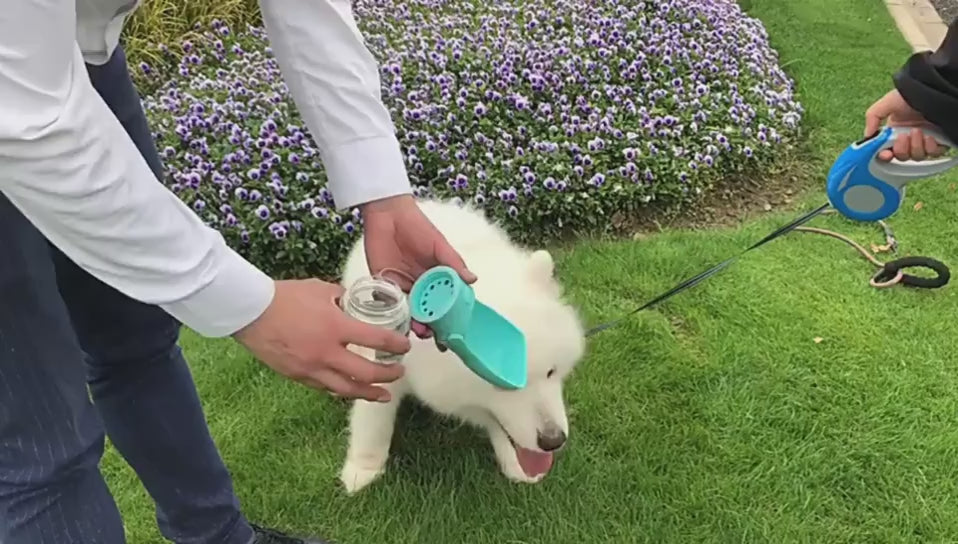 A Samoyed puppy drinking on a walk from the Coathaus Travel Water Bottle: the owner folds out the silicone trough and squeezes water in